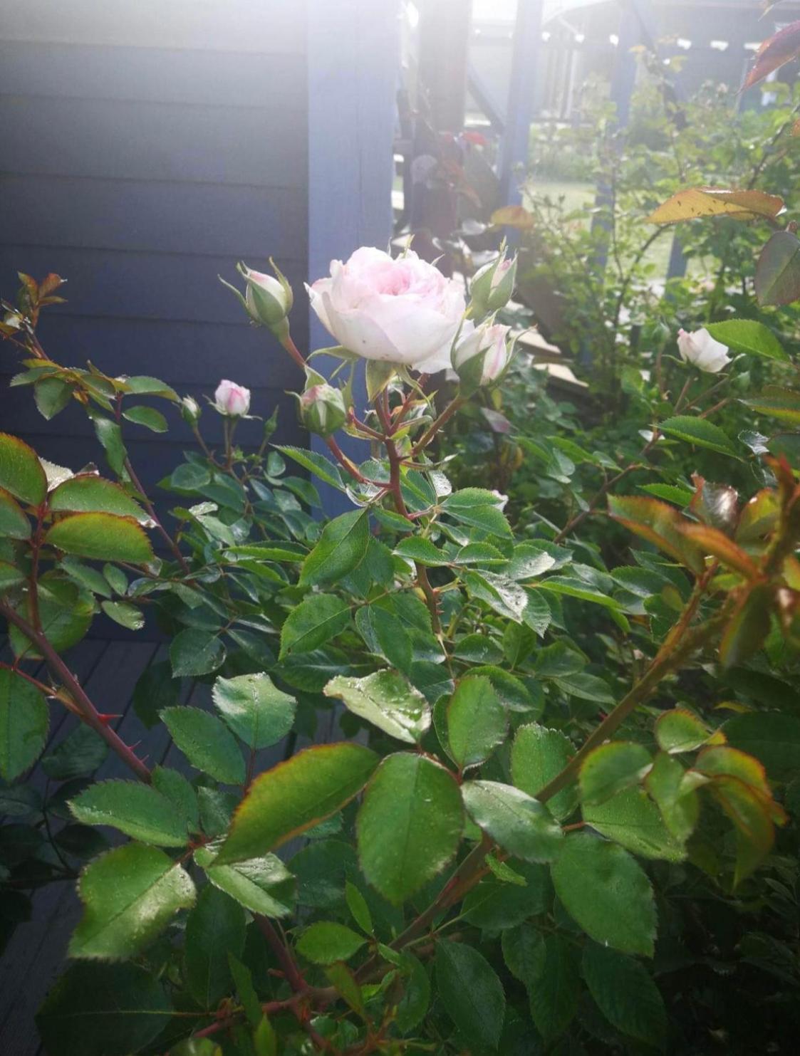 Dobilas Ir Jura 팔랑가 외부 사진