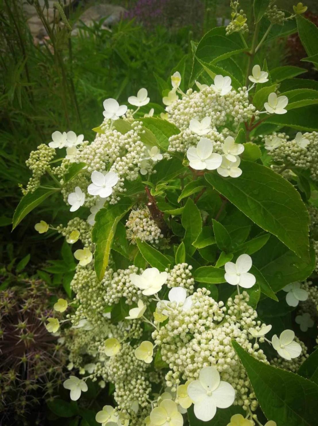 Dobilas Ir Jura 팔랑가 외부 사진
