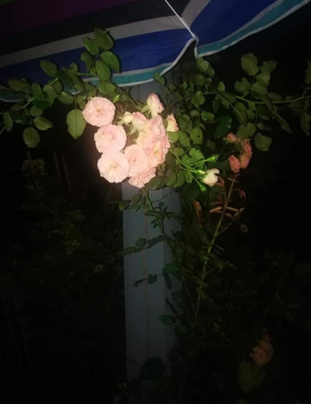 Dobilas Ir Jura 팔랑가 외부 사진