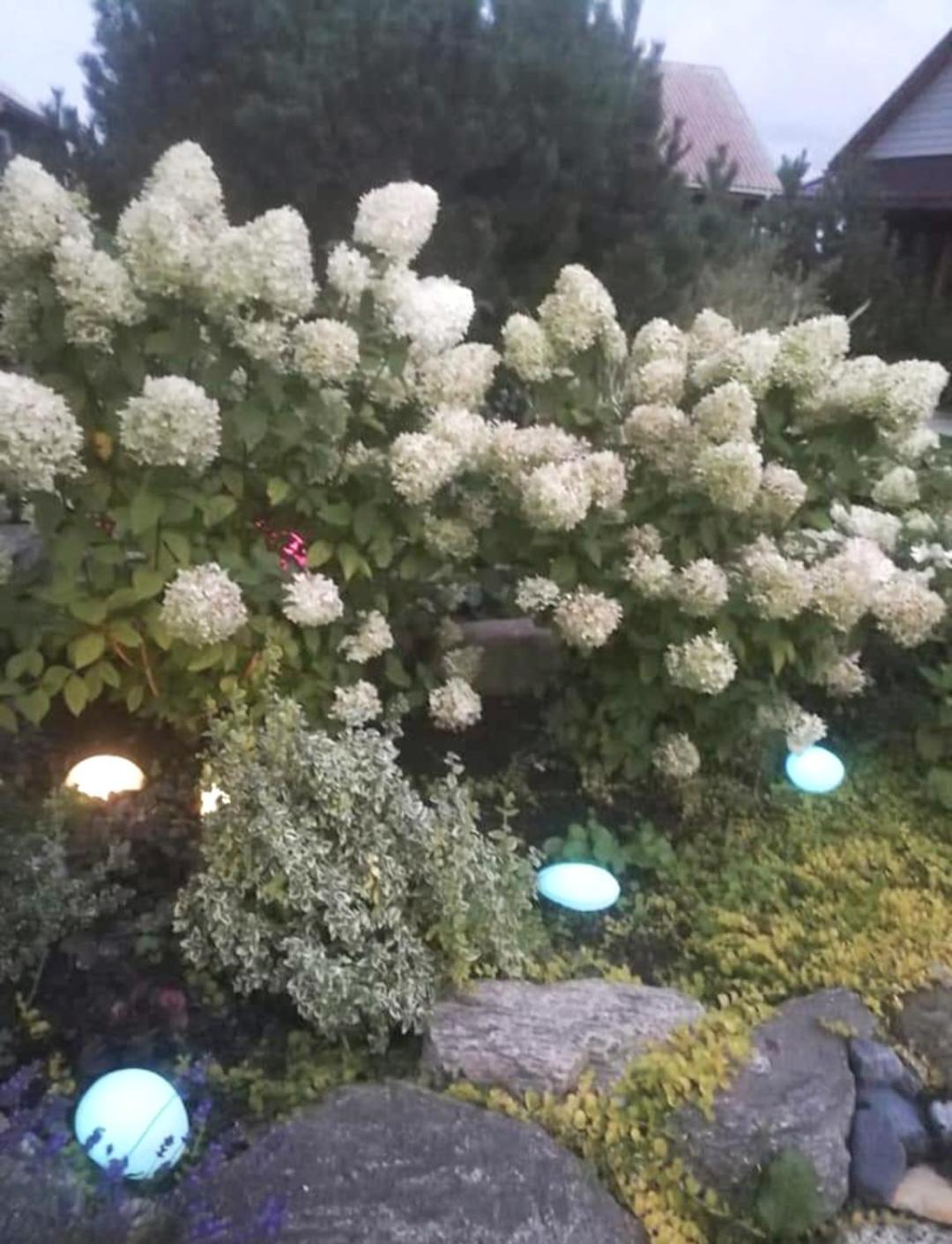 Dobilas Ir Jura 팔랑가 외부 사진