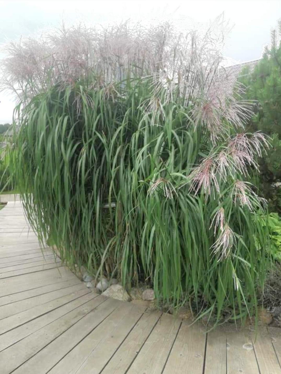 Dobilas Ir Jura 팔랑가 외부 사진
